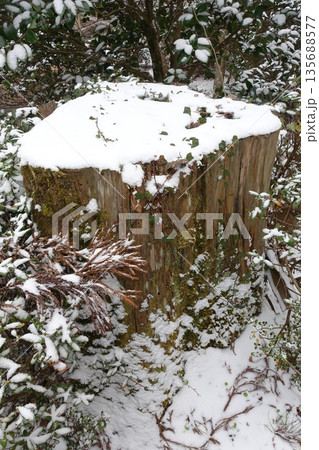 蔦 雪 積雪 葉の写真素材 - PIXTA