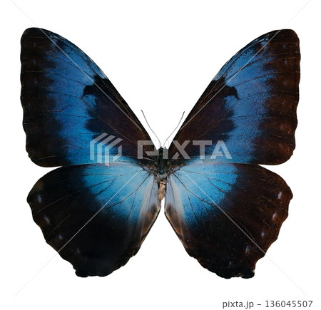 Morpho didius 蝶 標本 青色THE GREAT BLUE モルフォ Morpho didius 蝶 標本 青色THE GREAT BLUE モルフォ Amazon.co.jp: 蝶