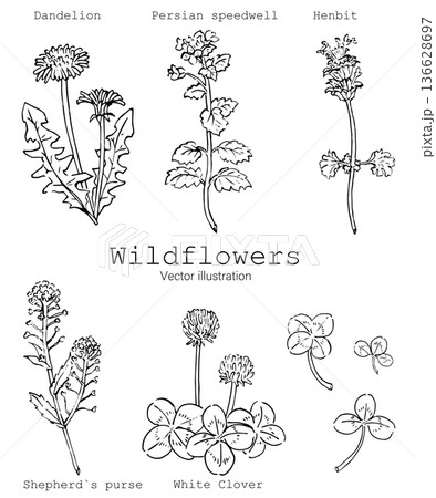 オオイヌノフグリ＊ナズナ＊キュウリグサ＊シジミチョウ♡植物画 花 雑草 ナズナ オオイヌノフグリの写真素材 - PIXTA