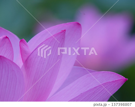 紫のハスの花の写真素材 - PIXTA