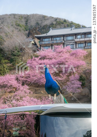 ピンク孔雀の写真素材 - PIXTA