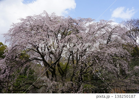 六義園・しだれ桜の写真素材 - PIXTA
