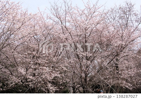 山桜のつぼみ 山桜 蕾 桜の写真素材 - PIXTA