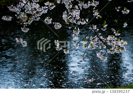 水面 波紋 花びら 桜の写真素材 - PIXTA