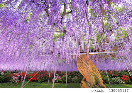 藤の雨の写真素材 - PIXTA