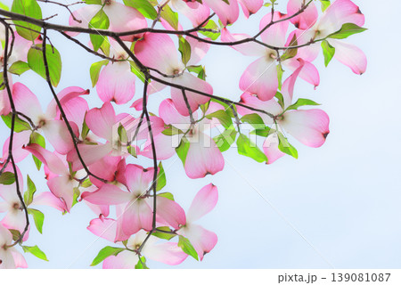 ハナミズキ 白 花 はなみずきの写真素材 - PIXTA
