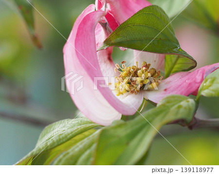 ハナミズキ 白 花 はなみずきの写真素材 - PIXTA