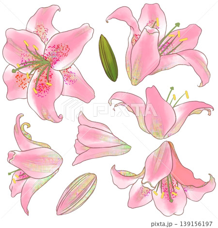 ゆり ユリ 花 花びらのイラスト素材 - PIXTA