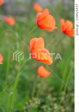 ながみひなげしの写真素材 - PIXTA