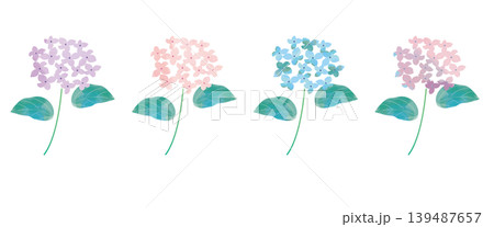 西洋アジサイの写真素材 - PIXTA