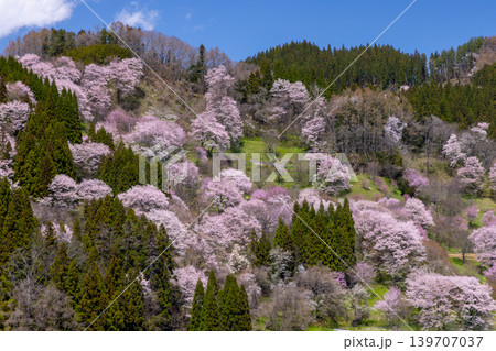 春の小川の写真素材 - PIXTA