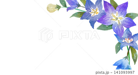 桔梗 植物 花 水彩画のイラスト素材 - PIXTA