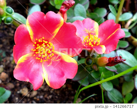 ポーチュラカ 花 庭 カラフルの写真素材 - PIXTA