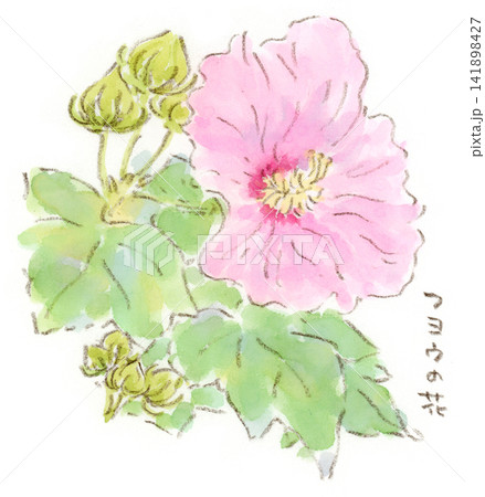 芙蓉 水彩 桃色 花のイラスト素材 - PIXTA